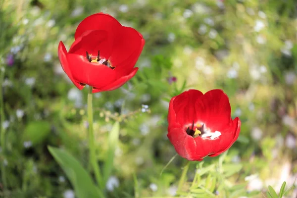 Tulip Field Japan Red — Stock Photo, Image
