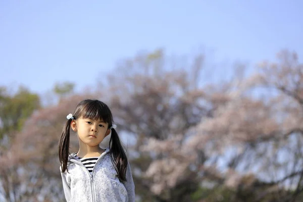 Japonka Kwiaty Wiśni Lat — Zdjęcie stockowe