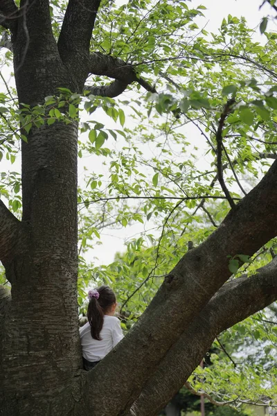 Niña Japonesa Trepando Árbol Apariencia Por Detrás Años — Foto de Stock