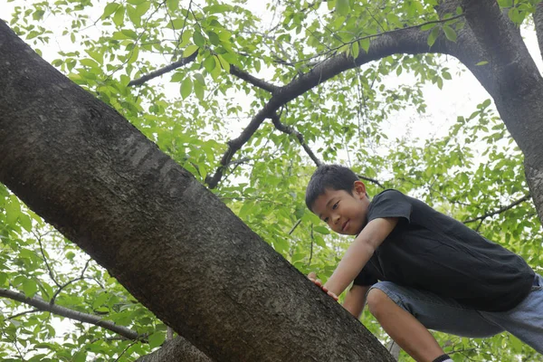 日本男孩爬上树 小学五年级 — 图库照片