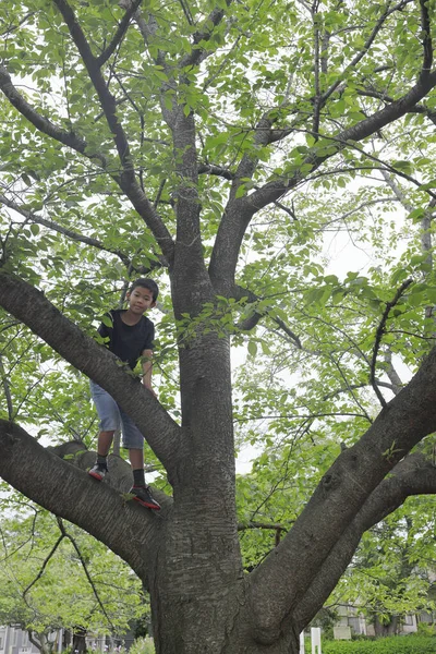 Chico Japonés Trepando Árbol Quinto Grado Escuela Primaria — Foto de Stock