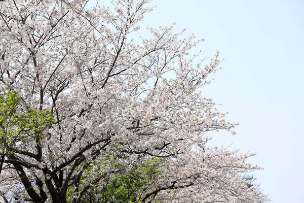 Yoshino Cereja Floresce Sob Céu Azul — Fotografia de Stock