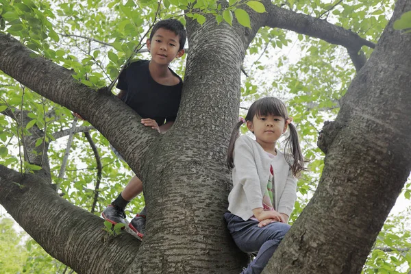 Japonés Hermano Hermana Escalando Árbol Años Niño Años Niña — Foto de Stock