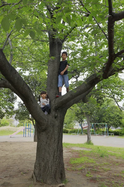 日本人の兄と妹は木に登る 10歳の男の子と5歳の女の子 — ストック写真