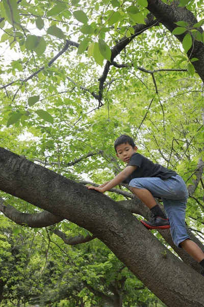 Japanese boy climbing the tree (fifth grade at elementary school)