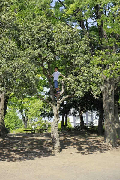 Японский Мальчик Взбирается Дерево Пятый Класс Начальной Школы — стоковое фото