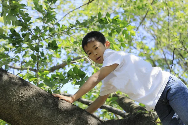 Chico Japonés Trepando Árbol Quinto Grado Escuela Primaria — Foto de Stock