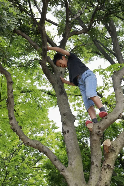 Japansk Pojke Klättrar Trädet Femte Klass Grundskolan — Stockfoto