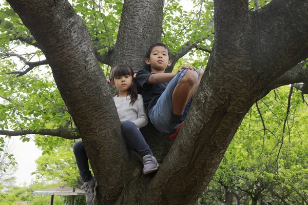 Japonés Hermano Hermana Escalando Árbol Años Niño Años Niña — Foto de Stock