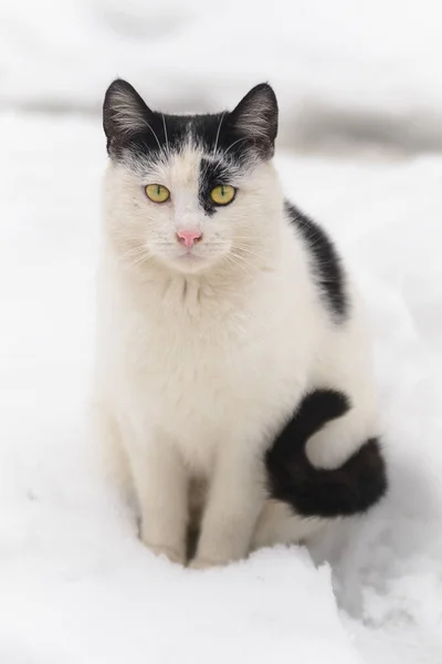 Sangat sedih kucing tunawisma duduk di salju . — Stok Foto