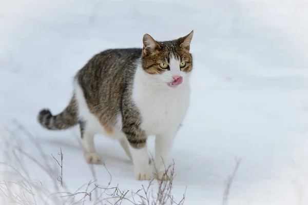 Kucing berlari untuk makan musim dingin . — Stok Foto