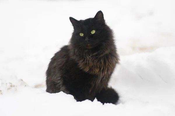 Zwarte kat op de sneeuw — Stockfoto