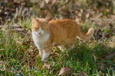 güzel zencefil kedi