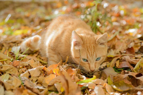 Прекрасная рыжая кошка — стоковое фото
