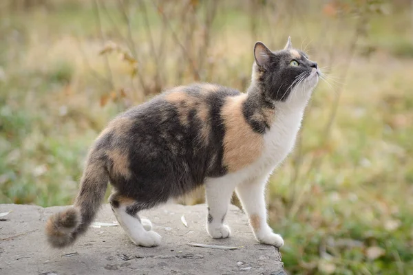 Hermoso tricolor gato — Foto de Stock