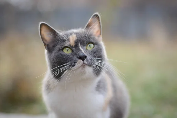 Hermoso tricolor gato — Foto de Stock