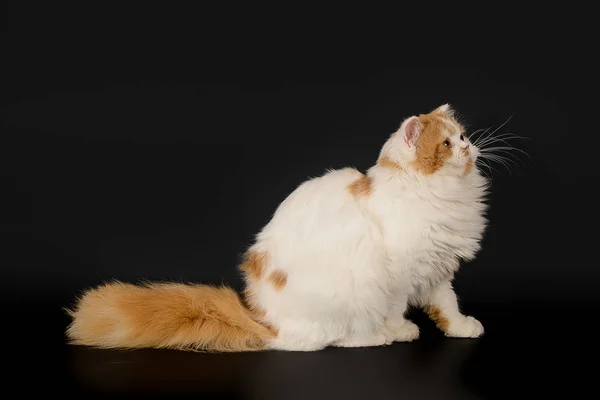 แมวผมแดง สก๊อตแลนด์ผมยาว — ภาพถ่ายสต็อก