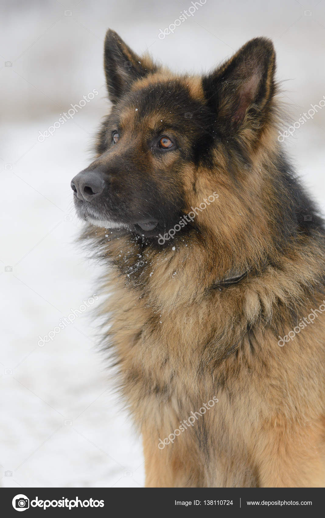 Beau Chien De Berger à Poil Long En Hiver Photographie