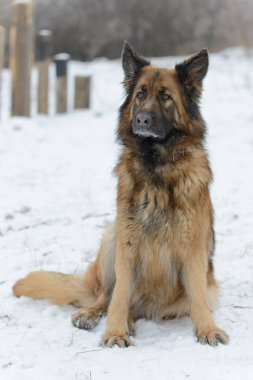 Güzel uzun saçlı koyun köpek kış 