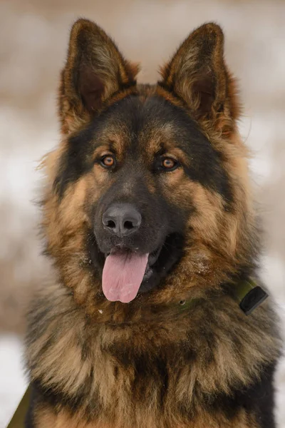 Bellissimo cane da pastore dai capelli lunghi in inverno — Foto Stock