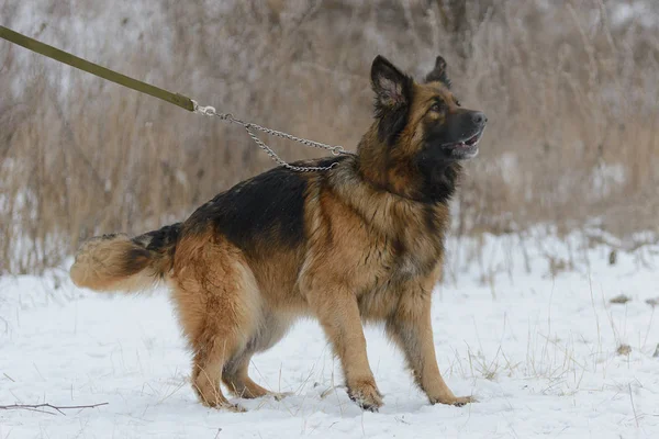 German shepherd barks — Stock Photo, Image