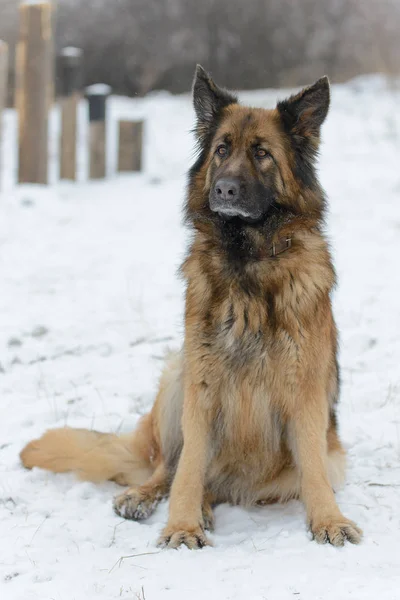 Hermoso perro de pelo largo ovejas en invierno — Foto de Stock
