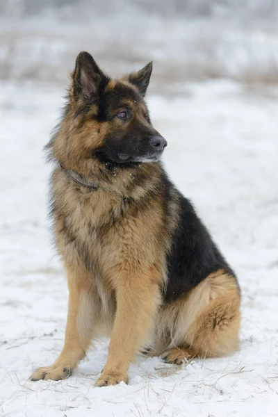 Bonito cão pastor de cabelos longos no inverno — Fotografia de Stock