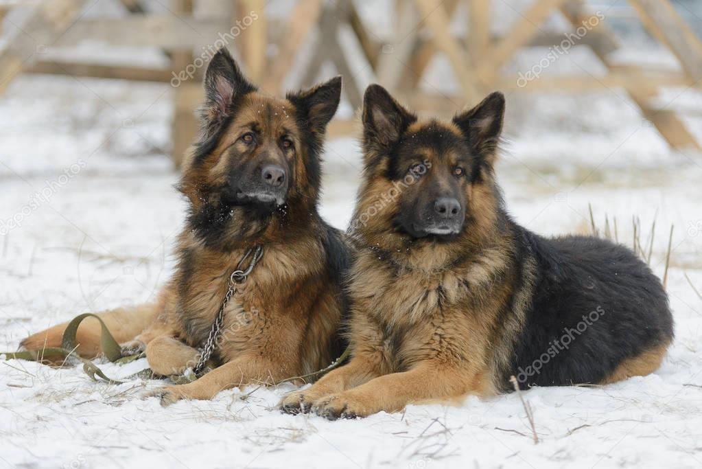 Two German Shepherd in the snow 