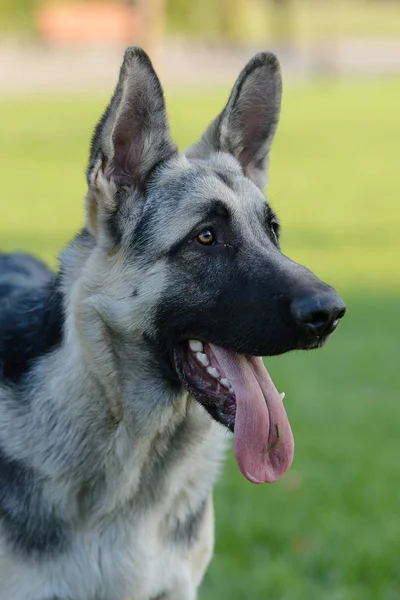 Young silver Shepherd dog walking — Stock Photo, Image