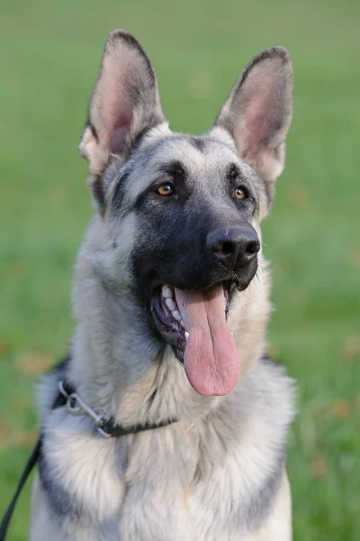 Young silver Shepherd dog walking — Stock Photo, Image