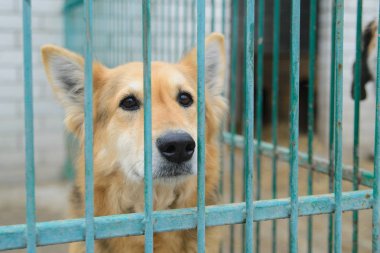 Çok üzücü köpek içinde a sığınak
