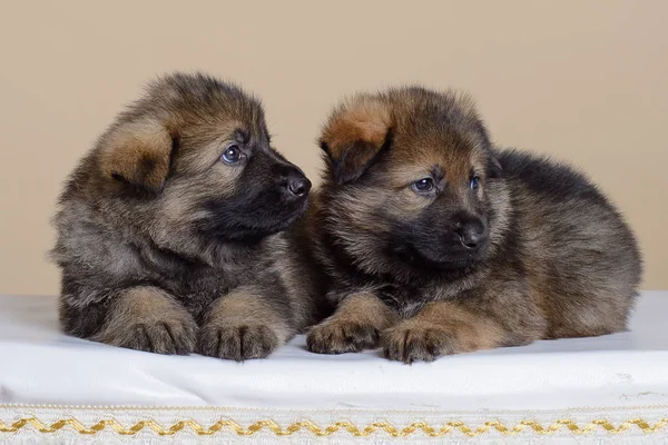 두 개의 검은 담 비 강아지 셰퍼드 — 스톡 사진