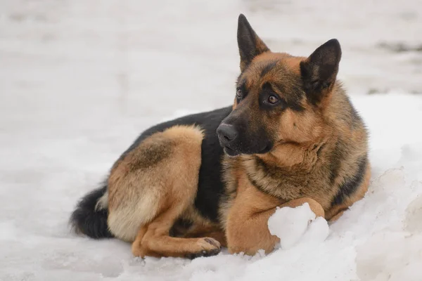 Homeless German Shepherd dog with sad eyes waiting for its owner on the street — Stock Photo, Image