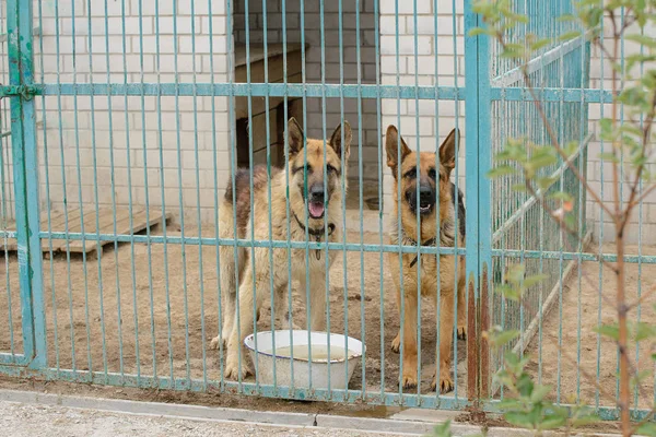 Two very sad German Shepherd dogs in a shelter — Stock Photo, Image