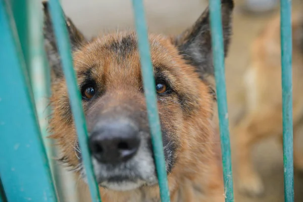 Cão pastor alemão muito triste em um abrigo — Fotografia de Stock