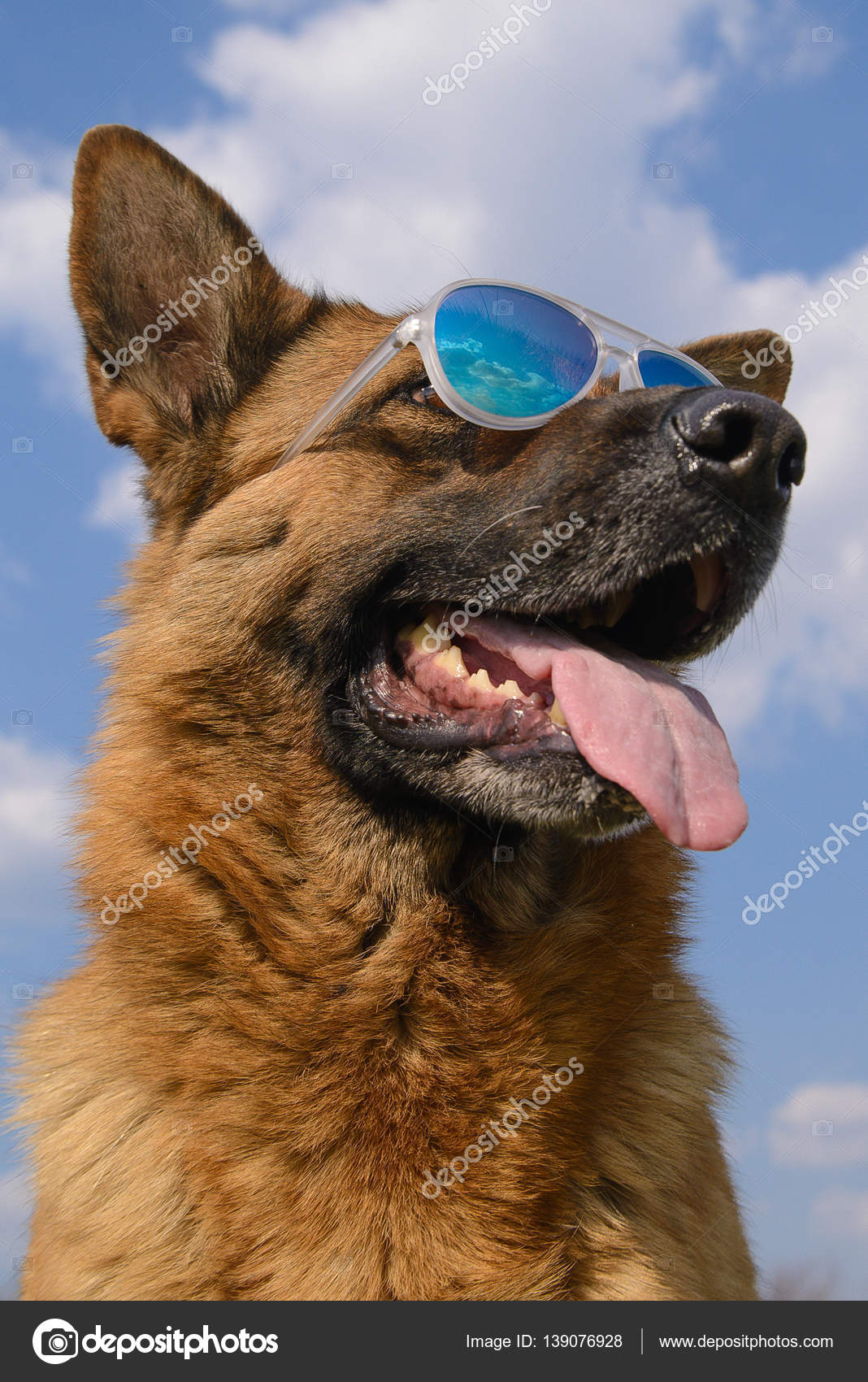 Cool German Shepherd Dog in mirrored sunglasses — Stock Photo