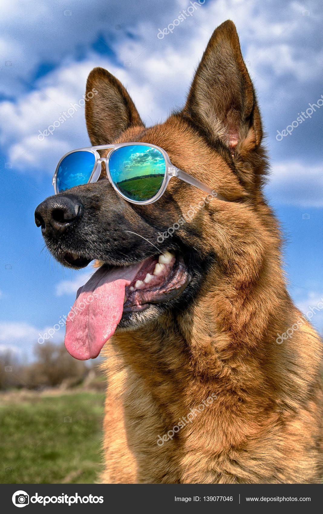 german shepherd sunglasses