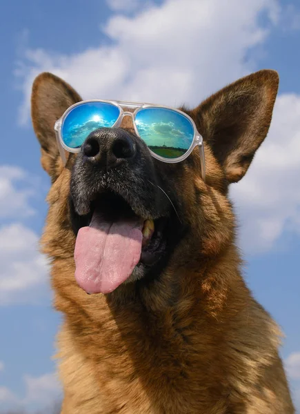 Alman çoban köpeği yansıtılmış güneş gözlüğü serin — Stok fotoğraf