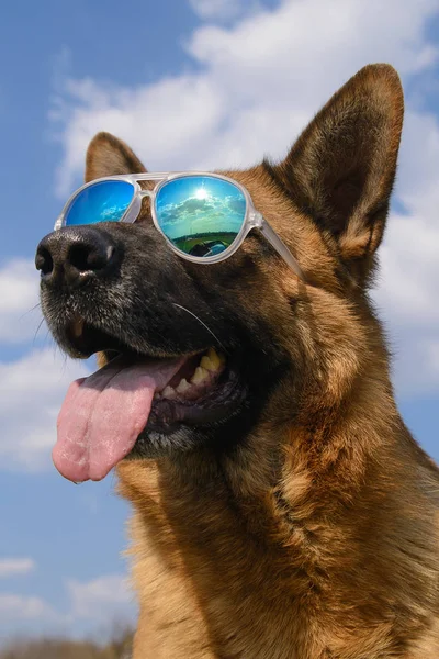 Cool German Shepherd Dog em óculos de sol espelhados — Fotografia de Stock