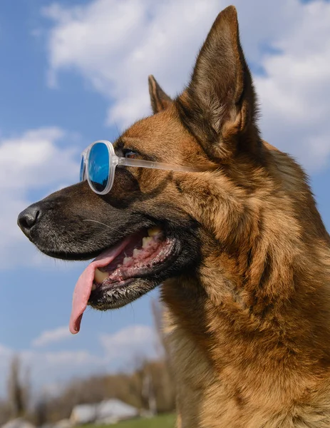 Cool German Shepherd Dog em óculos de sol espelhados — Fotografia de Stock