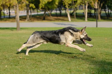 Çim'ın bahçesinde topuyla oynayan Alman çoban köpek