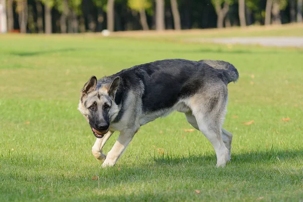 Perro pastor alemán jugando con una pelota en la hierba en el césped —  Fotos de Stock