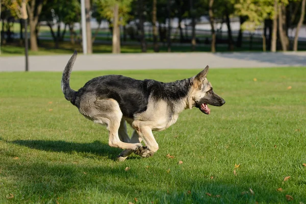 Chien de berger allemand jouant avec une balle sur l'herbe sur la pelouse — Photo