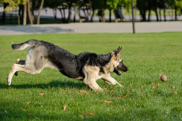 Tysken Fåraherde hund leker med en boll på gräset på gräsmattan — Stockfoto