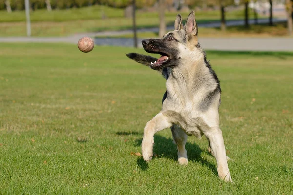 Çim'ın bahçesinde topuyla oynayan Alman çoban köpek — Stok fotoğraf