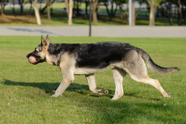 芝生の草にボールで遊んでジャーマン ・ シェパード犬 — ストック写真