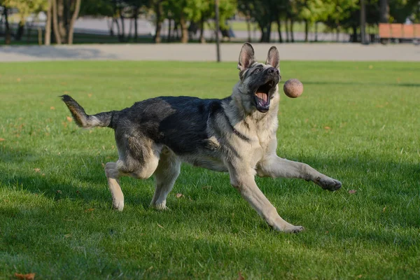 Cão pastor alemão brincando com uma bola na grama no gramado — Fotografia de Stock