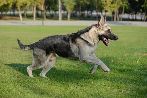 Chien de berger allemand jouant avec une balle sur l'herbe sur la pelouse — Photo