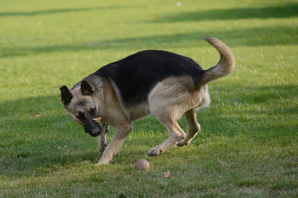 Duitse herdershond spelen met een bal op het gras op het grasveld — Stockfoto