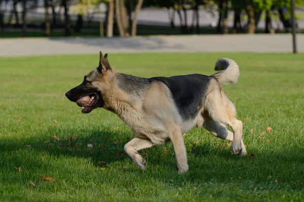 Cão pastor alemão brincando com uma bola na grama no gramado — Fotografia de Stock